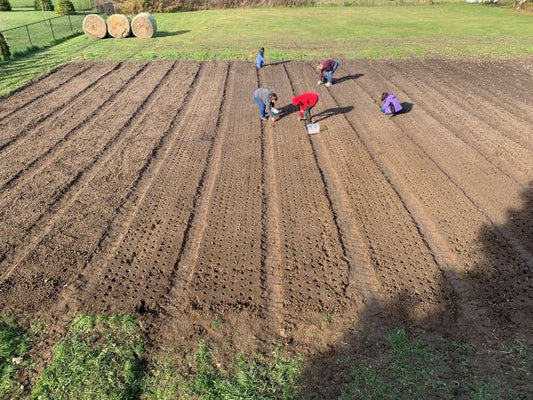 Planting Our Garlic