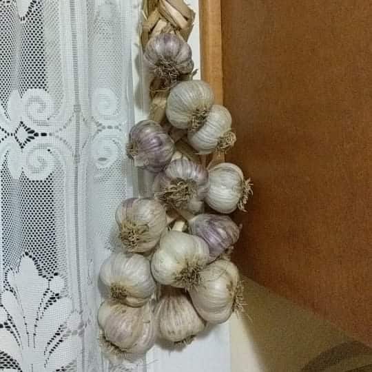 Braided garlic on lace