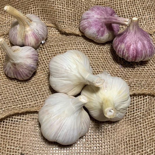 Mixed Garlic (Mixed sizes and types)