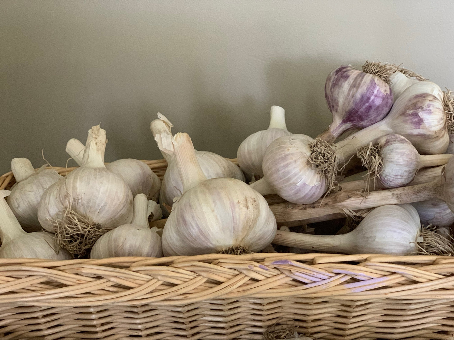 Purple Porcelain Music Garlic overflowing in a basket.  This Music garlic is planted and  harvested by hand to give you the best quality garlic for cooking roasting eating and is a wonderful source for seed garlic.