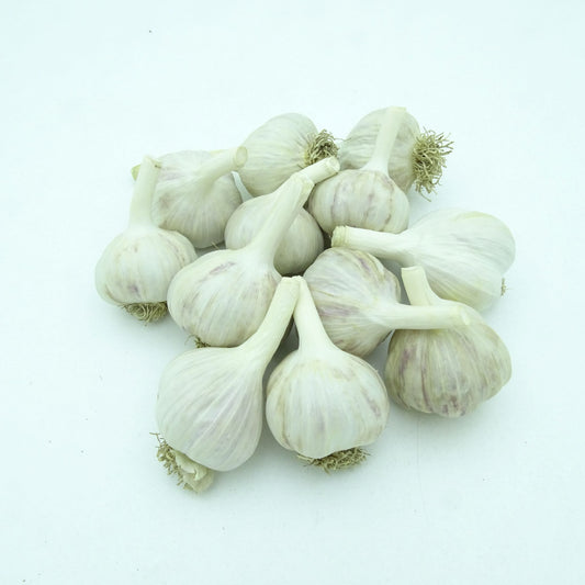 Music Garlic Medium (1.25-2.0 inch)