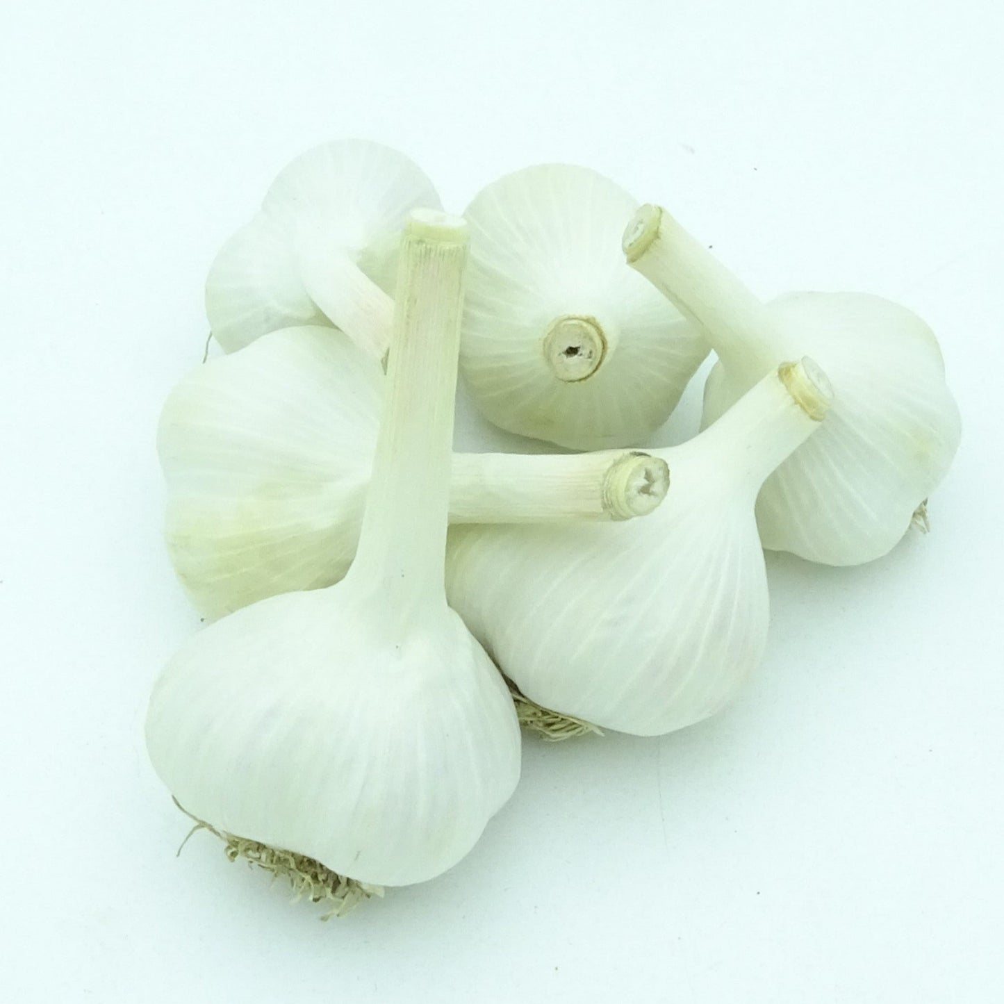 Music Garlic Large 2.0-2.5" (3 bulbs)