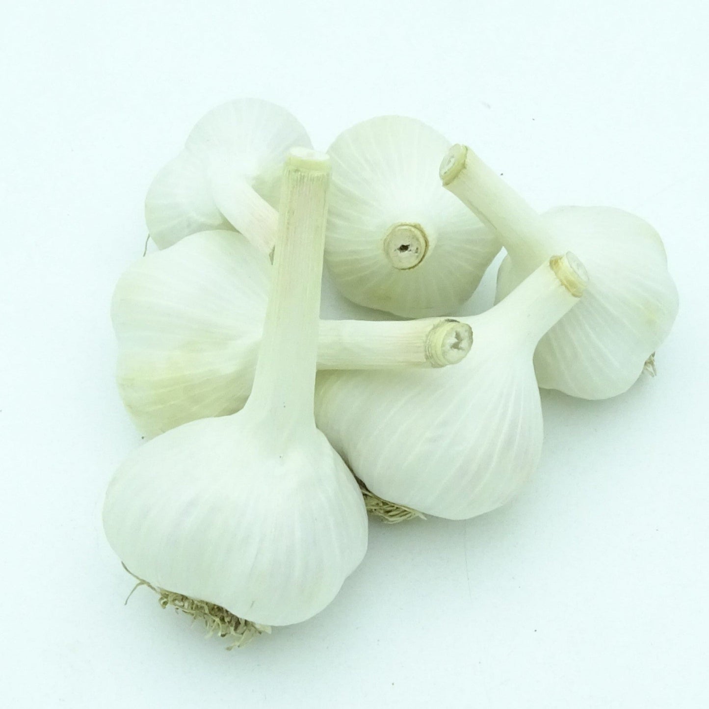 Music Garlic Jumbo Bulbs 2.5-3 inch (3 bulbs)