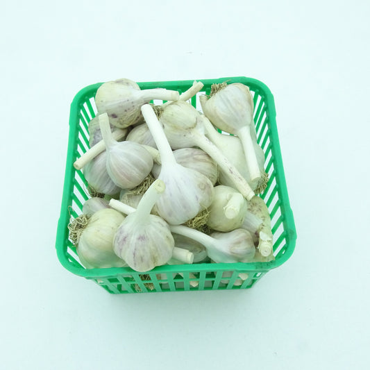 Music Garlic X-Small Bulk (Under 1.25 inch)