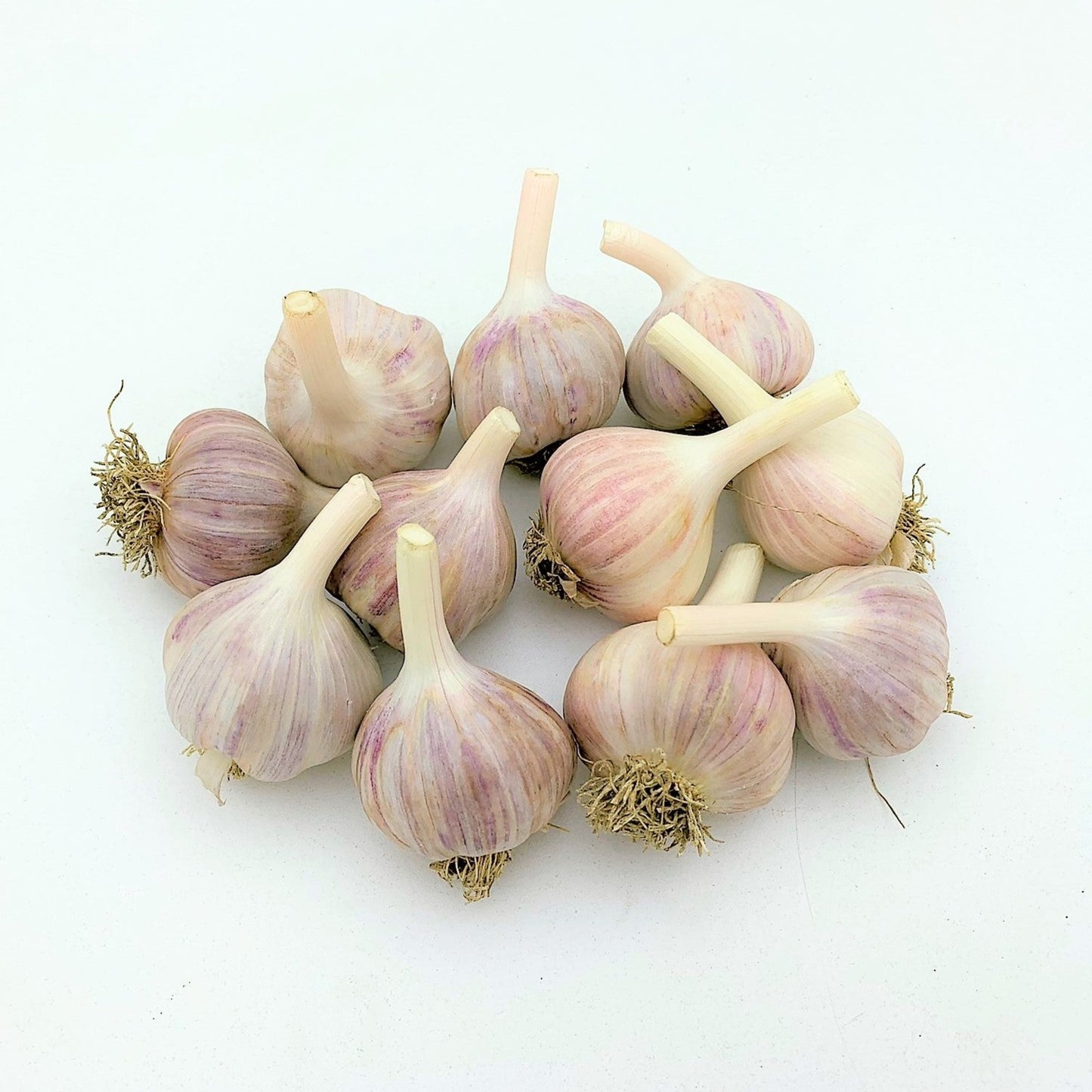 Music Garlic Medium (1.25-2.0 inch) - Count Von Garlic