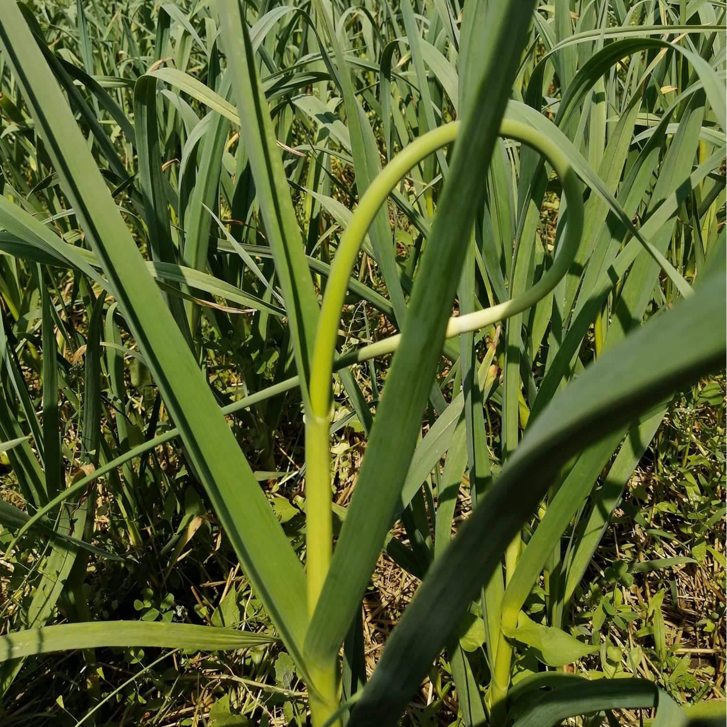 Garlic Scapes 5lbs - Count Von Garlic