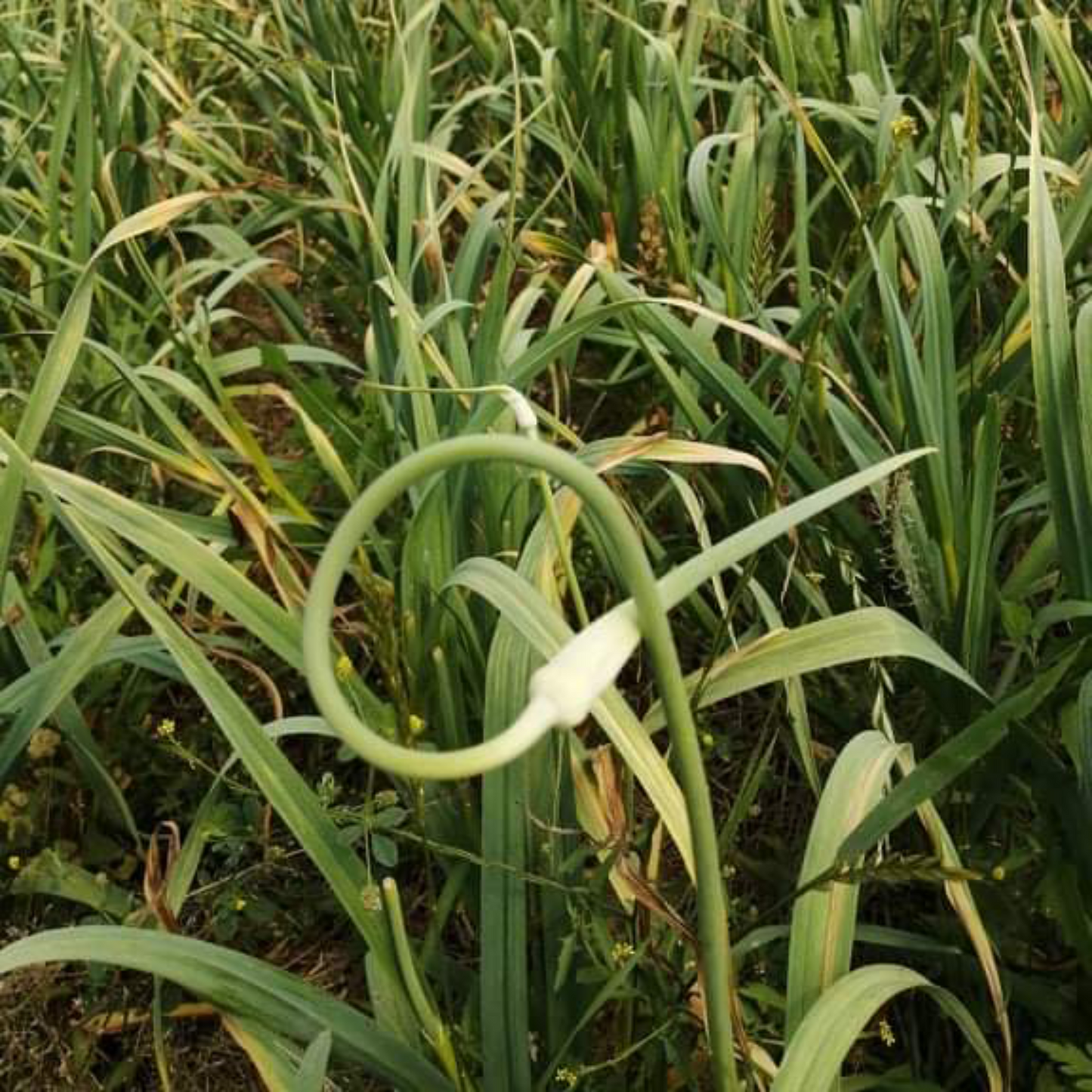 Garlic Scapes 5lbs - Count Von Garlic