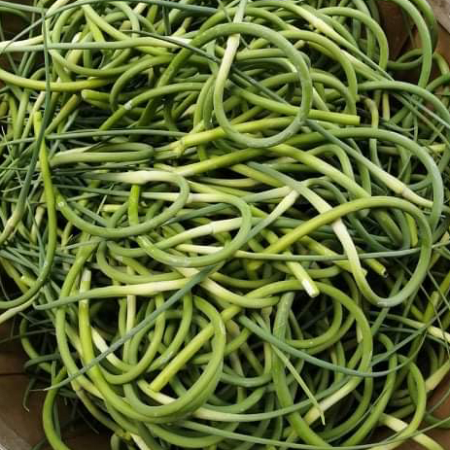 Garlic Scapes 5lbs - Count Von Garlic